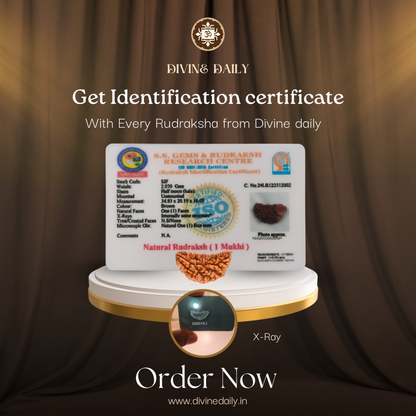 08 Mukhi Lab Tested Rudraksha