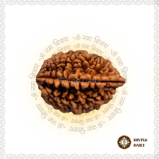 02 Mukhi Lab Tested Rudraksha