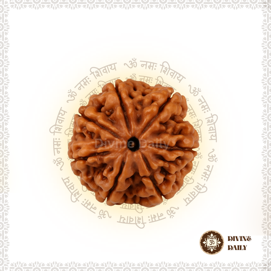 07 Mukhi Lab Tested Rudraksha