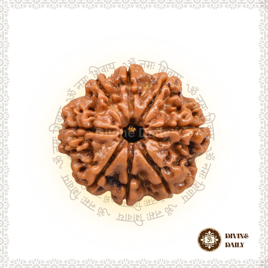 08 Mukhi Lab Tested Rudraksha