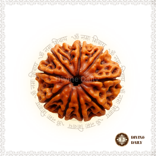 06 Mukhi Lab Tested Rudraksha